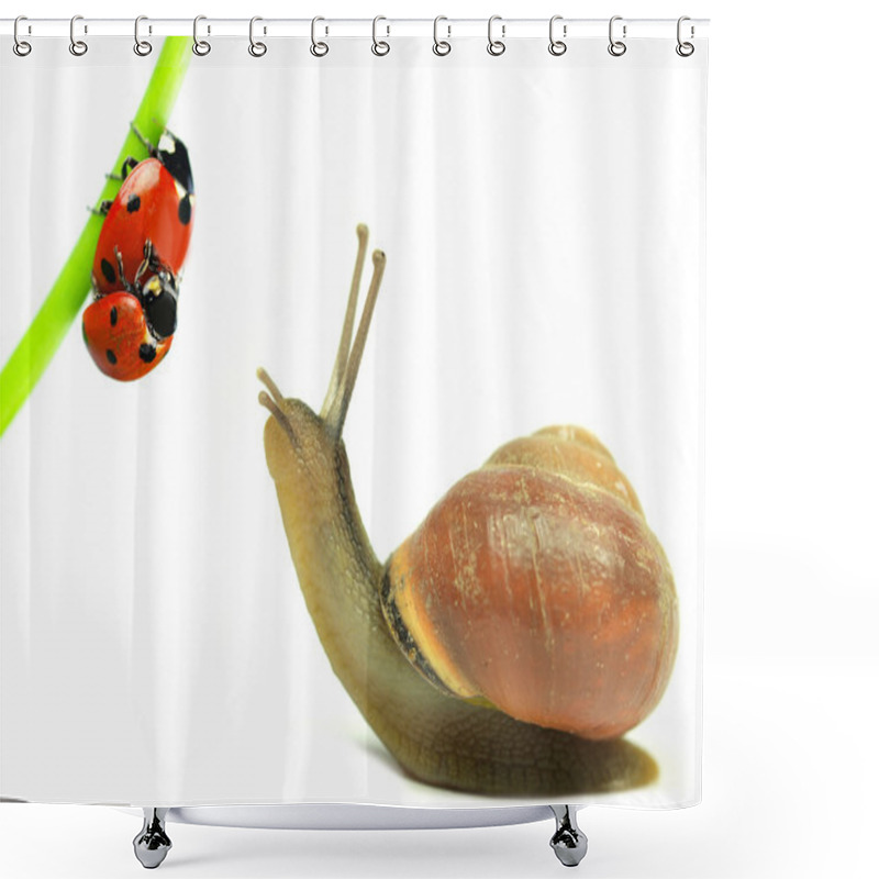 Personality  Snail With Two Ladybugs In Love On White Background Shower Curtains