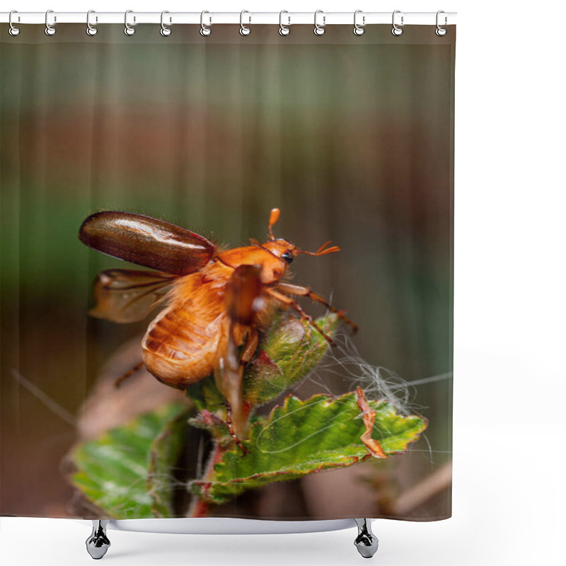 Personality  A Close-up Of A May Beetle Perched On Fresh Green Leaves, Its Glossy Brown Shell Shining Under Soft Natural Light. The Intricate Textures Of The Beetle And Surrounding Leaves Highlight The Delicate Balance Of Nature Shower Curtains