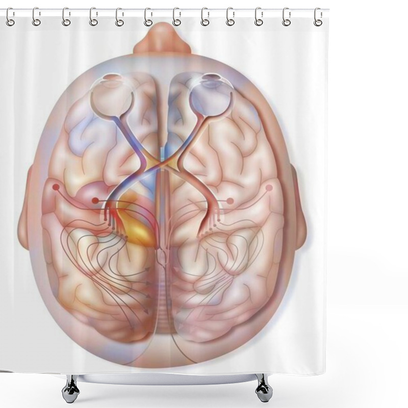 Personality  Superior View Of The Path And Transmission Of Visual Information From The Retina. Shower Curtains