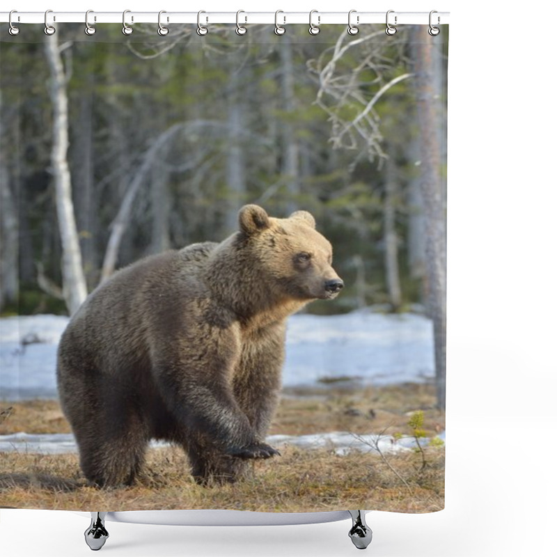 Personality  Brown Bear  Standing On His Hind Legs  Shower Curtains