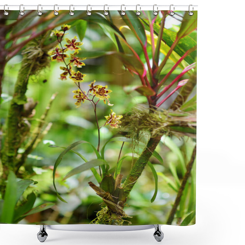 Personality  Orchids In Natural Environment In Tropical Botanical Garden Of The Big Island Of Hawaii Shower Curtains