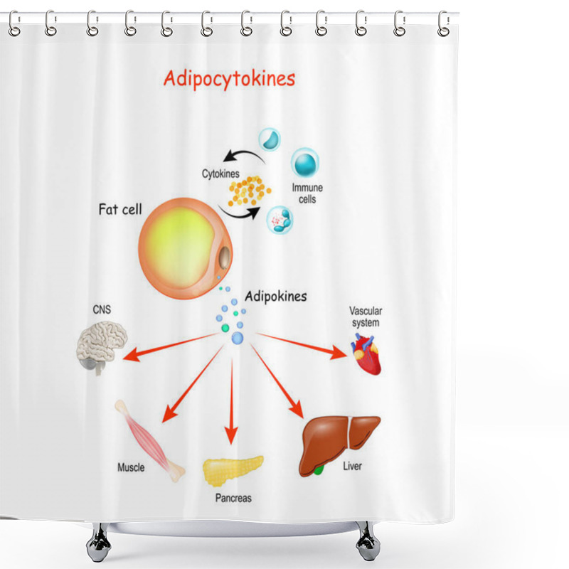 Personality  Adipocytokines, Immune Cells And Metabolism. Vector Illustration For Medical, Education And Science Use. Shower Curtains