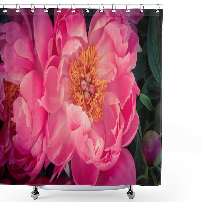 Personality  Pink Peony Petals Floral Flower Closeup Shower Curtains