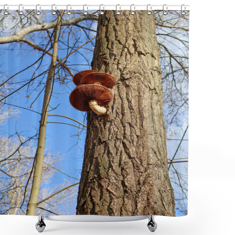 Personality  Close-up Of Vibrant Brown Mushrooms Growing On A Textured Tree Trunk, With A Clear Blue Sky And Bare Branches In The Background. Shower Curtains