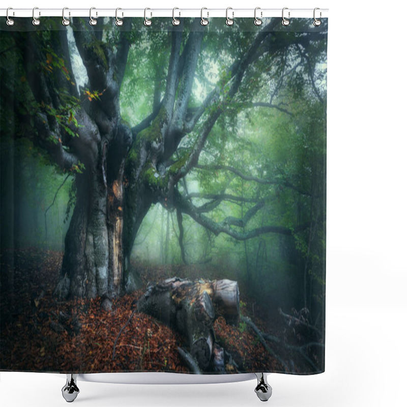 Personality  Old Magical Tree With Big Branches And Green And Red Leaves In Fog At Dusk. Mystical Autumn Foggy Forest. Scenery With Fairy Forest In Fall. Colorful Landscape With Misty Trees. Nature. Dreamy Woods Shower Curtains