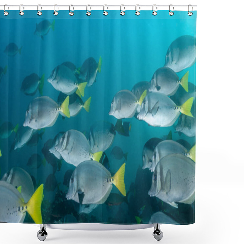 Personality  Razor Surgeonfish Shoal In The Galapagos Shower Curtains