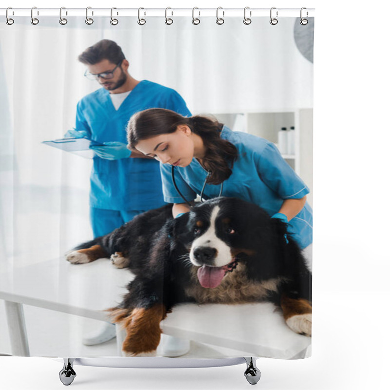 Personality  Attentive Veterinarian Examining Bernese Mountain Dog While Colleague Writing Diagnosis Shower Curtains