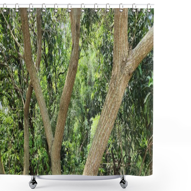 Personality  Trees And Tree Trunks In Nature Shower Curtains