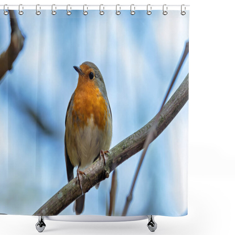 Personality  A European Robin, A Small Insectivorous Bird, Perched In The National Botanic Gardens, Dublin, Ireland. Shower Curtains