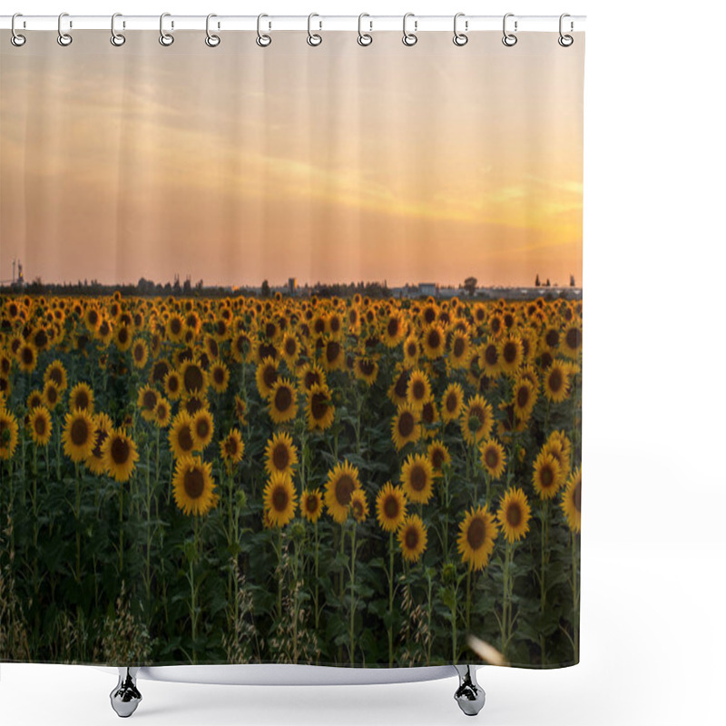 Personality  Sunflowers Field Near Arles  In Provence, France Shower Curtains