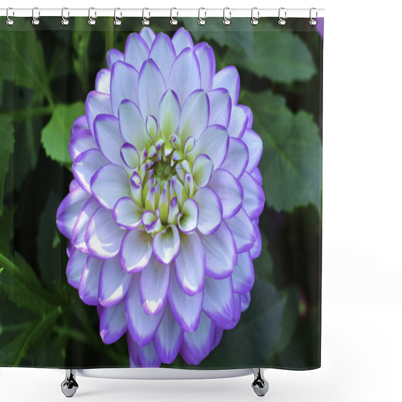 Personality  Dahlia, Pink Flower Macro. Shower Curtains