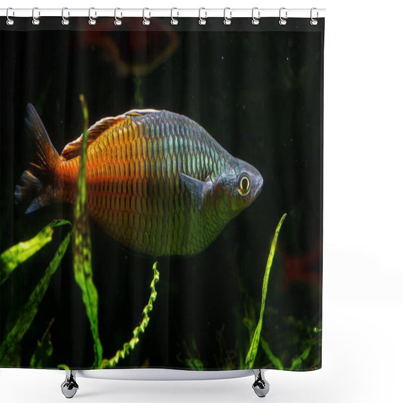 Personality  Boesemani Rainbowfish (Melanotaenia Boesemani) Beautiful Ornamental Fish Shower Curtains