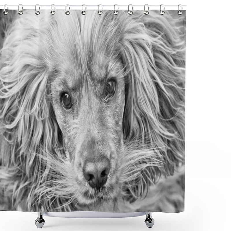 Personality  Cocker Spaniel Dog Black And White Shower Curtains