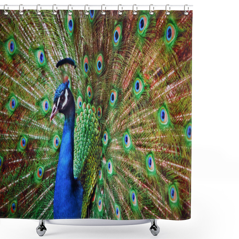 Personality  Peacock Open Feathers Shower Curtains