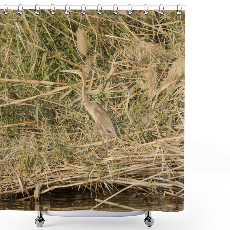 Personality  Grey Heron Stood On A River Bank Shower Curtains