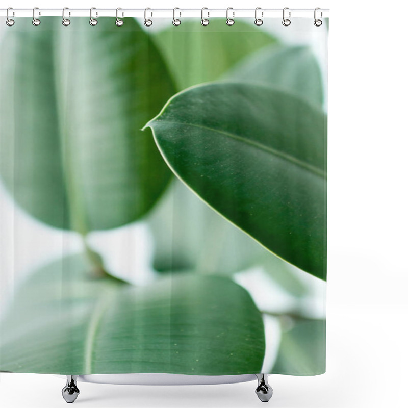 Personality  Close Up Of Ficus Elastica Plant On Light Background Shower Curtains