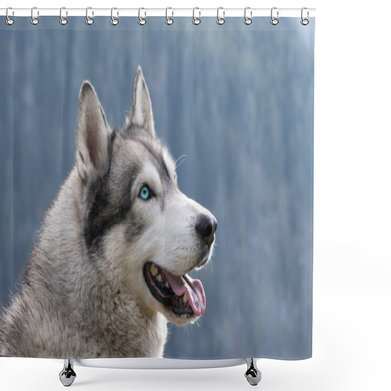 Personality  Close-up Of The Muzzle Of A Dog With Blue Eyes Of The Siberian Husky Breed. Shower Curtains