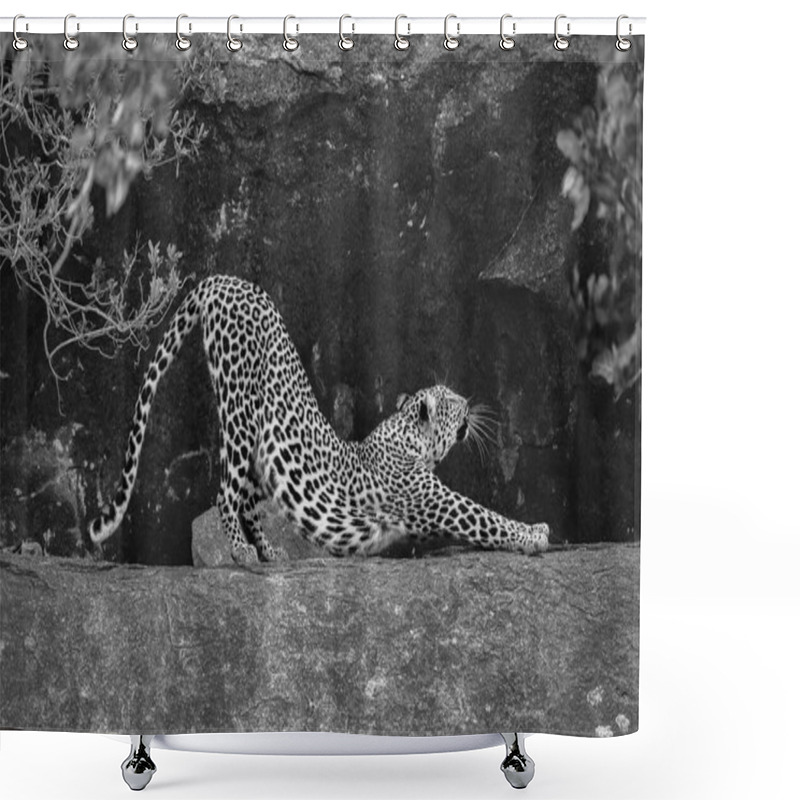 Personality  Mono Leopard Between Bushes On Rocky Ledge Shower Curtains