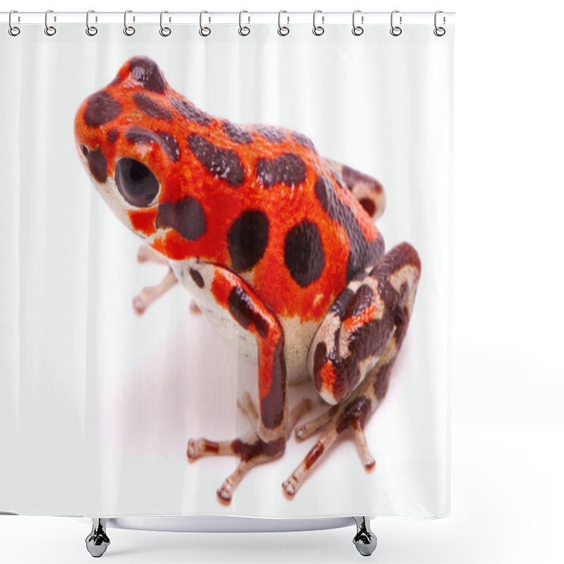 Personality  Poison Dart Or Arrow Frog, Red Frog Beach, Bastimentos, Bocas Del Toro, Panama. Tropical Poisonous Rain Forest Animal, Oophaga Pumilio Isolated On A White Background. Shower Curtains