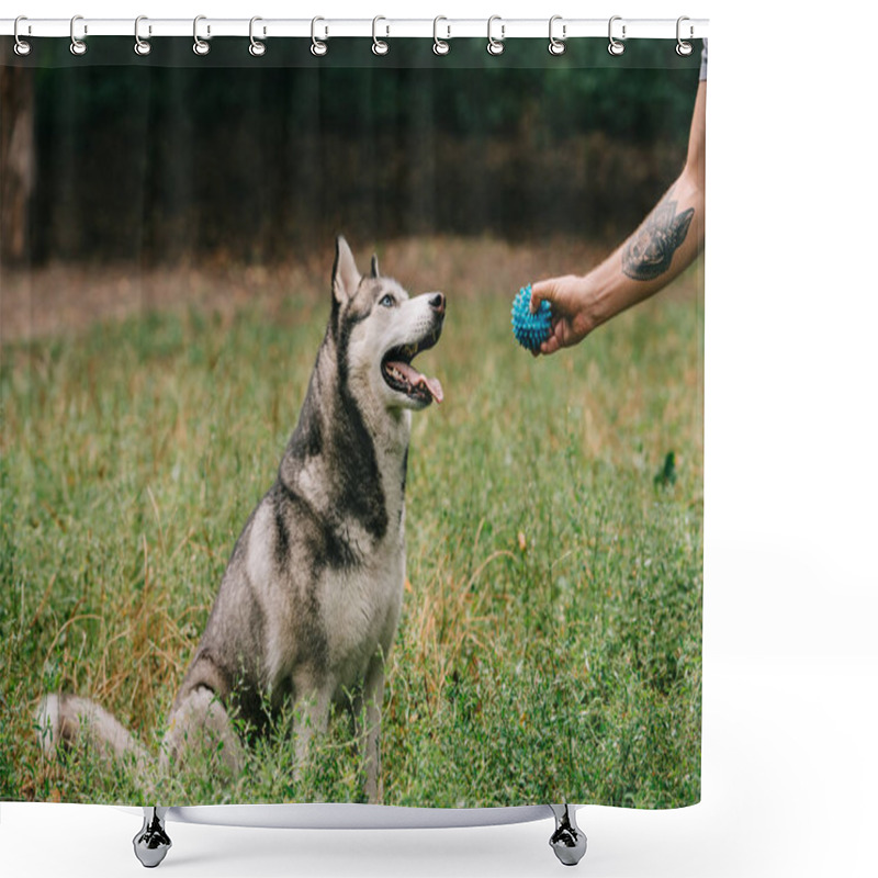 Personality  Cropped View Of Man Playing Ball With Siberian Husky Dog  Shower Curtains