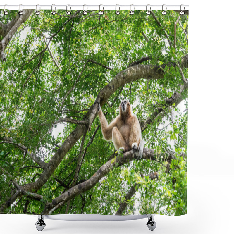 Personality  Northern White Cheeked Gibbon Shower Curtains