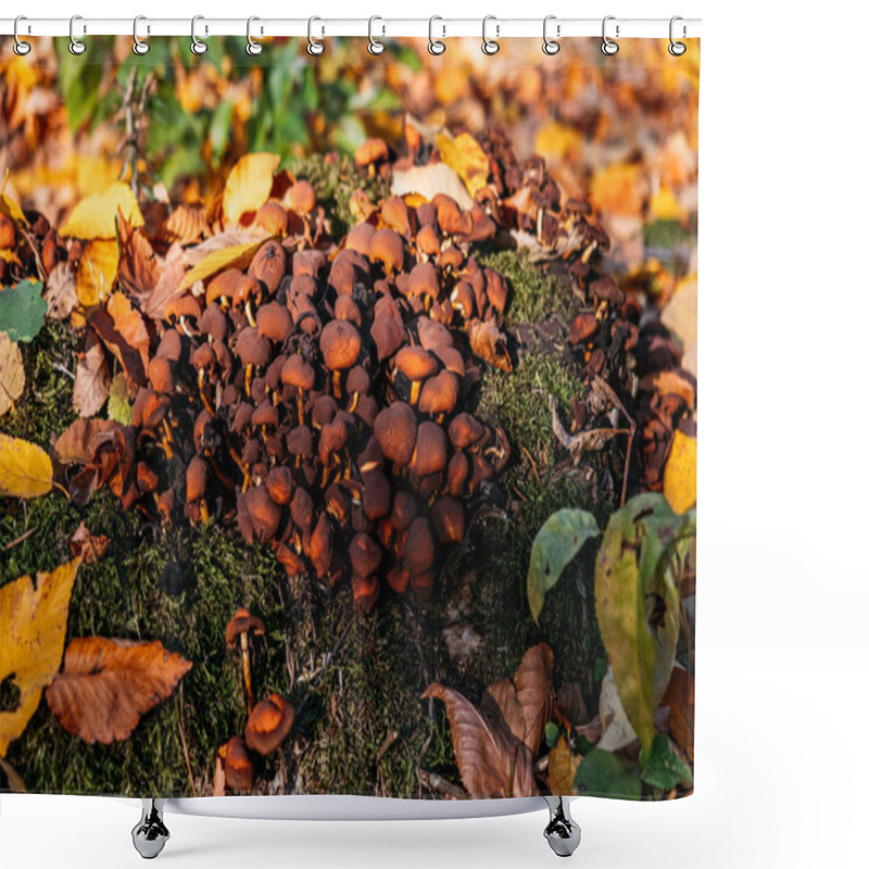 Personality  A Dense Cluster Of Wild Brown Mushrooms Growing On A Moss-covered Log, Surrounded By Colorful Autumn Leaves, Creating A Vibrant Woodland Scene Shower Curtains