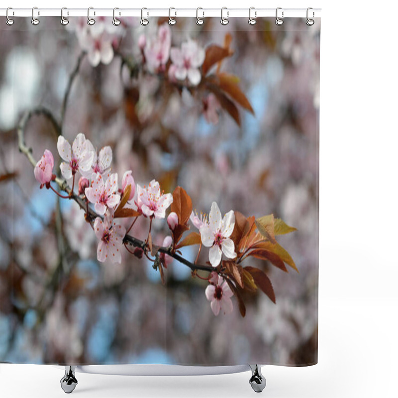 Personality  Branch Of A Blossoming Plum With Pink Petals In The Park Shower Curtains