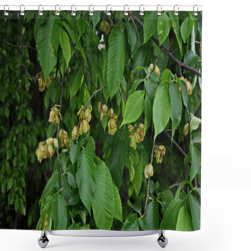 Personality  Elm Leaves And Seeds.Flowers Of Elms, The Branch Of The Elm With Elm Fruit In The Spring Shower Curtains