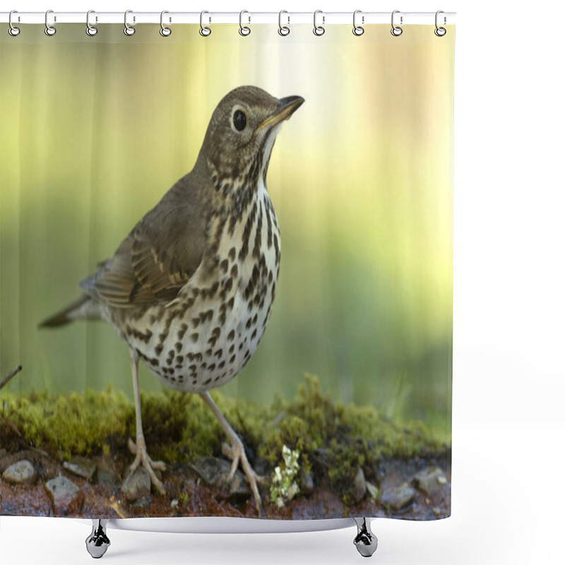 Personality  Song Thrush In A Mediterranean Forest With The First Morning Lights Near A Water Point Shower Curtains