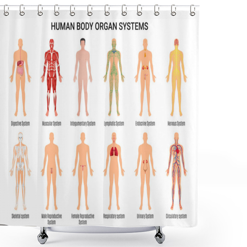 Personality  Human Body Organ Systems Poster Shower Curtains