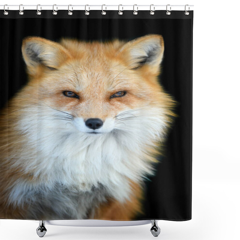 Personality  Portrait Red Fox, Vulpes Vulpes, Beautiful Animal On Black Background. Wildlife Nature Shower Curtains