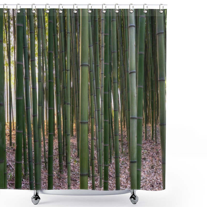 Personality  Sunset Light Through Simnidaebat Bamboo Forest. The Famous Bamboo Forest In Ulsan Taehwagang River Grand Park Has An Extensive Bamboo Field Covering The Area Between Taehwa Bridge And Samho Bridge. Ulsan, South Korea Shower Curtains