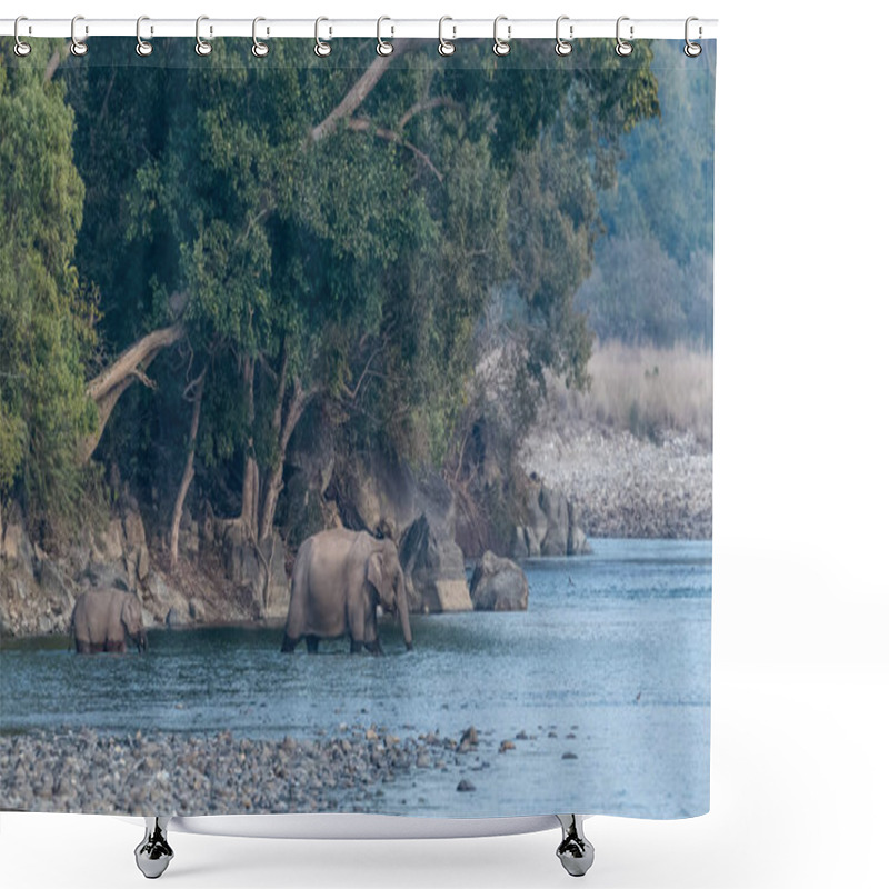 Personality  Female Asian Elephant With Cub Crossing Ram Ganga River In Jim Corbett National Park At Dhikala Zone, Nainital, Pauri Garhwal Uttarakhand, India Shower Curtains