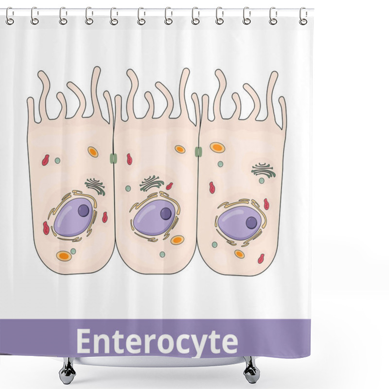 Personality  Enterocyte. Intestinal Absorptive Cells, Are Simple Columnar Epithelial Cells Which Line The Inner Surface Of The Small And Large Intestines. Shower Curtains