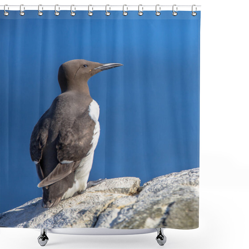 Personality  Common Guillemot  Against Blue Sky Shower Curtains