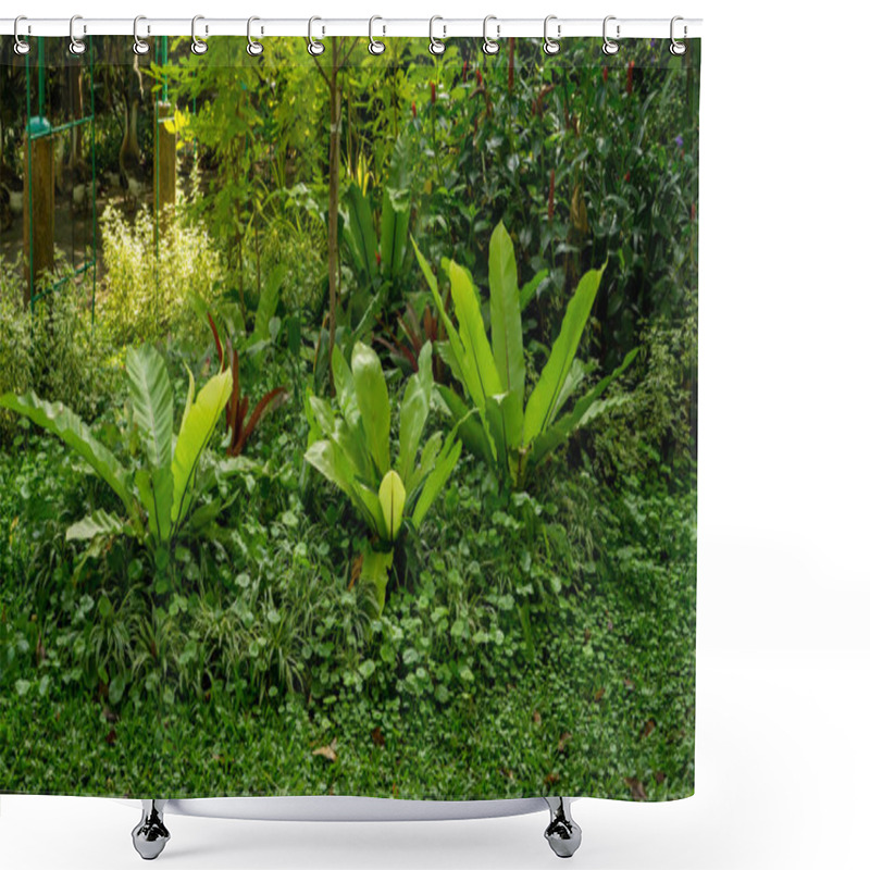 Personality  Tropical Garden Of Bird's Nest Fern Decorated Under Greenery Trees  Shower Curtains