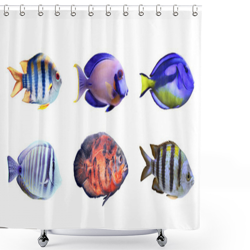 Personality  Set Of Different Bright Tropical Fishes On White Background Shower Curtains