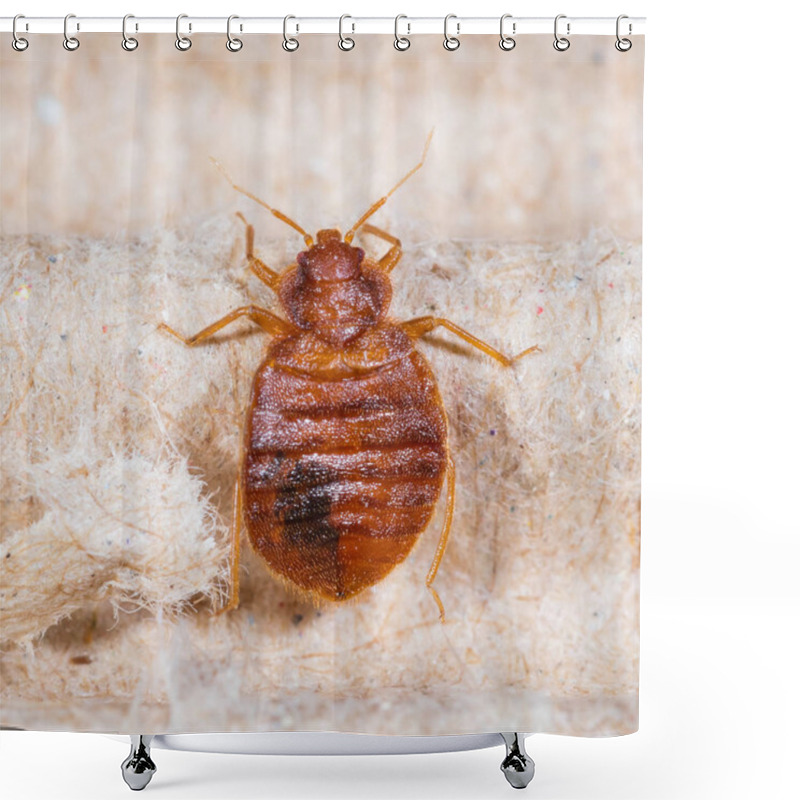 Personality  Close Up Adult Cimex Lectularius On Corrugated Recycled Paper, Bedbug, Blood Sucker Shower Curtains