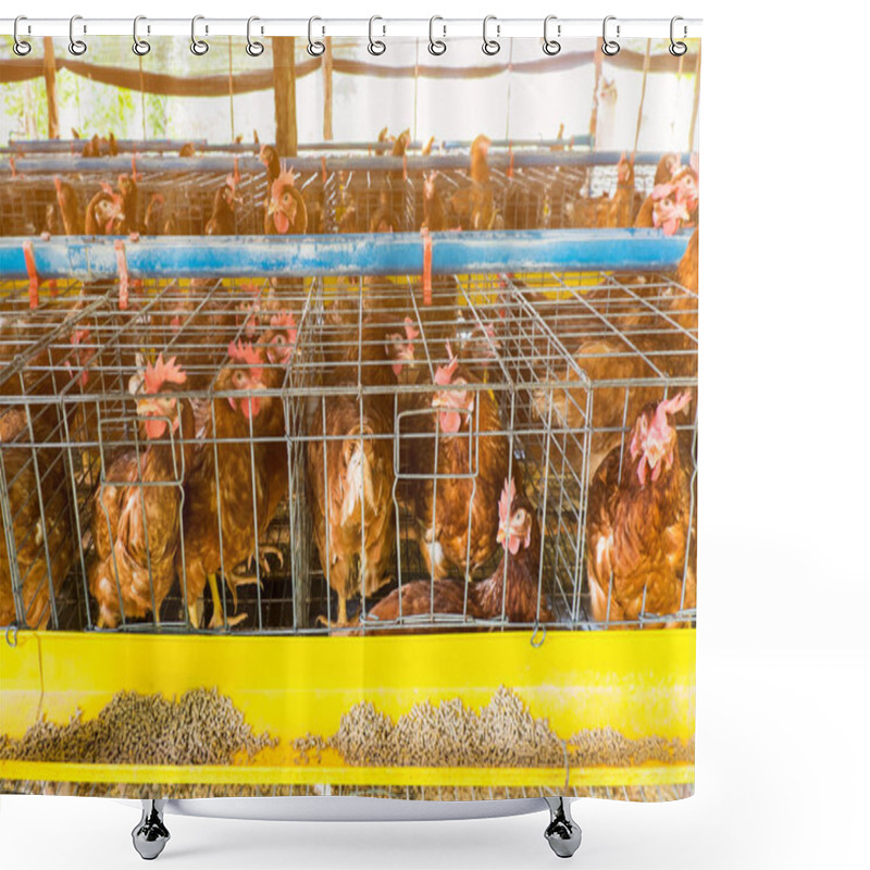 Personality  Laying Chicken Shower Curtains