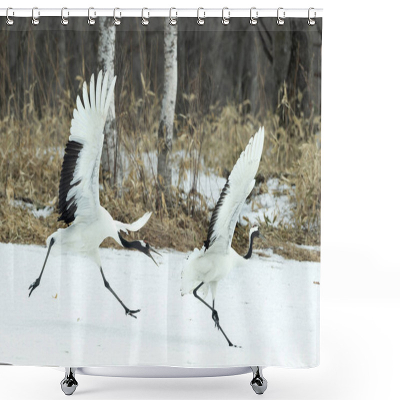 Personality  The Ritual Marriage Dance Of Cranes. The Red-crowned Cranes. Scientific Name: Grus Japonensis, Also Called The Japanese Crane Or Manchurian Crane, Is A Large East Asian Crane. Shower Curtains