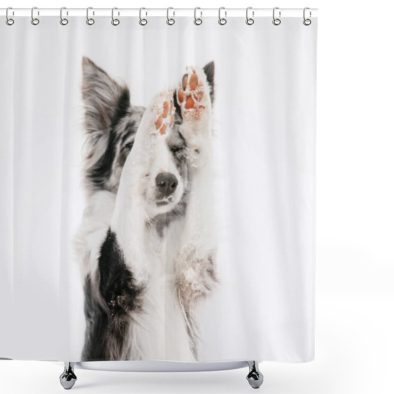 Personality  Border Collie Dog Hiding Behing His Own Paws Shower Curtains