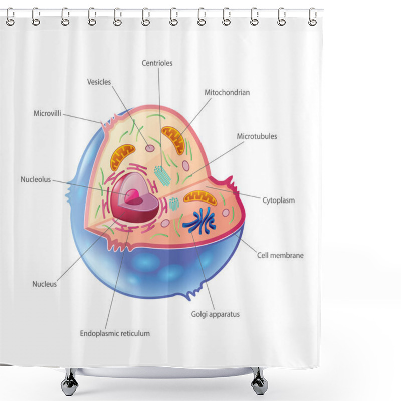 Personality  Animal Cell Isolated On White Vector Shower Curtains