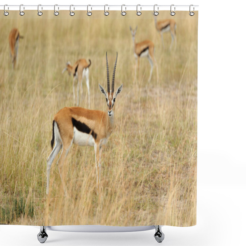 Personality  Thomson's Gazelle On Savanna Shower Curtains