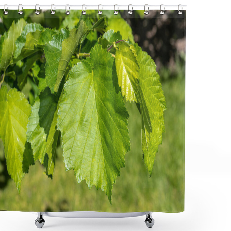 Personality  Leaves Of Turkish Filbert (Corylus Colurna) Shower Curtains