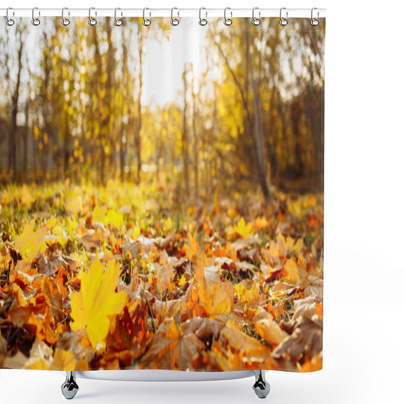 Personality  Autumn Landscape. Fallen Yellow And Red Leaves Lie On The Ground In The Park. Sunset On A Warm October Day Shower Curtains