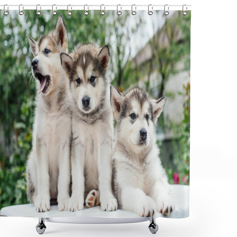 Personality  Alaskan Malamute Puppies Playing In Garden Shower Curtains