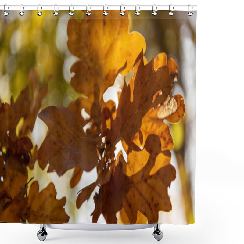 Personality  Close Up View Of Autumnal Golden Foliage On Tree Branch In Sunlight Shower Curtains