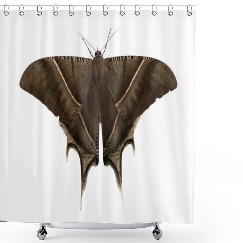 Personality  Close Up Beautiful Brown Moth Isolate On White Background Shower Curtains