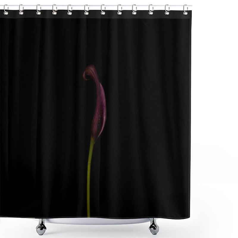 Personality  Purple Calla Flower On Stem Isolated On Black Shower Curtains