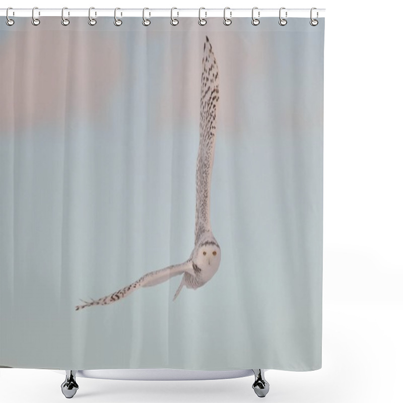 Personality  Snowy Owl At Sunset Shower Curtains